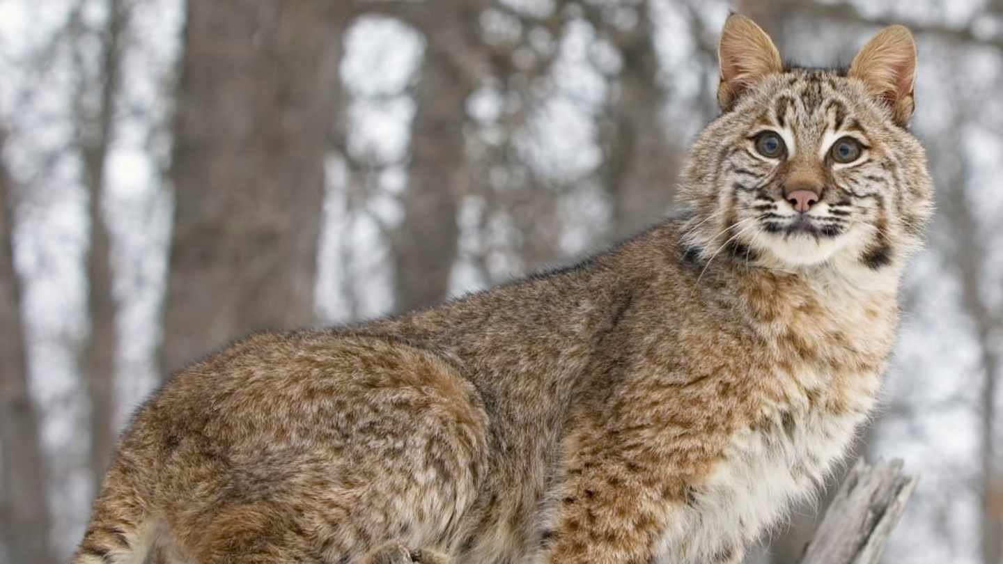 10 Interesting Facts About Bobcats: Wild Cats of North America