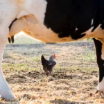 50 Cows And 28 Chickens Riddle Answer: Wordplay Delights