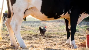 50 Cows And 28 Chickens Riddle Answer: Wordplay Delights
