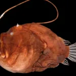 Angler Fish Reproduction: The Bizarre Mating Ritual of the Deep