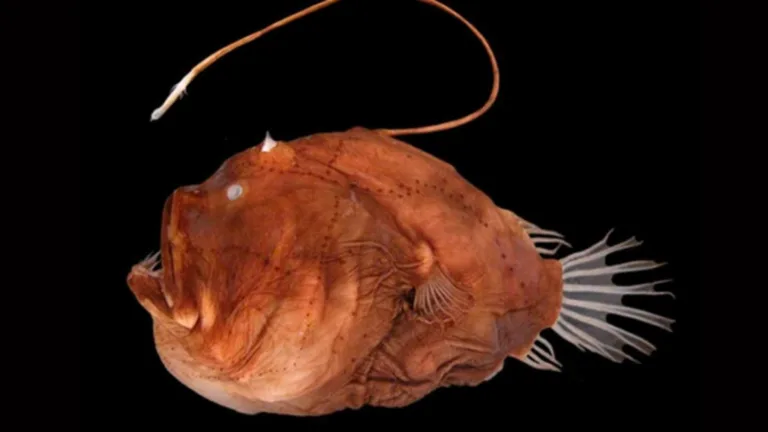 Angler Fish Reproduction: The Bizarre Mating Ritual of the Deep