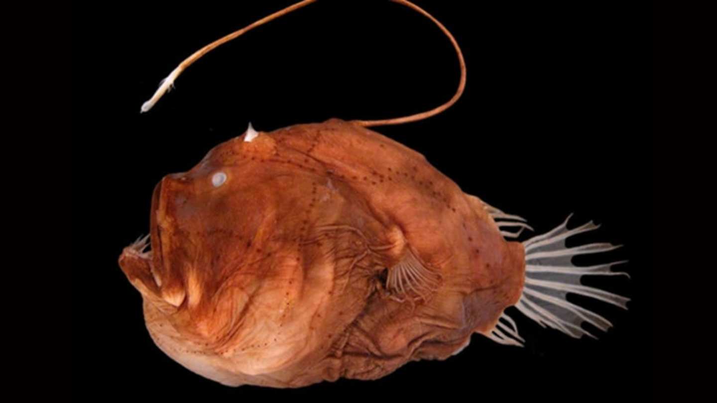 Angler Fish Reproduction: The Bizarre Mating Ritual of the Deep