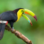 Animal Nicknames: Creative & Unique Names for Your Pets