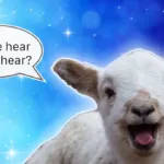 Animals Talk Christmas Eve: Myths & Legends of Speaking Beasts