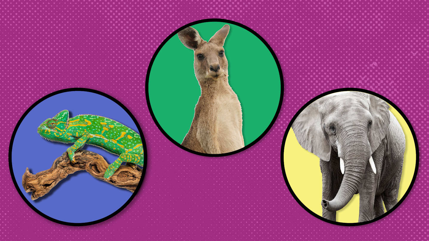 Anonymous Animals Google Docs List: A Guide to the 73 Icons