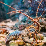 Do Lobsters Only Have One Mate? Lobster Monogamy & Mating Facts