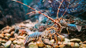 Do Lobsters Only Have One Mate? Lobster Monogamy & Mating Facts