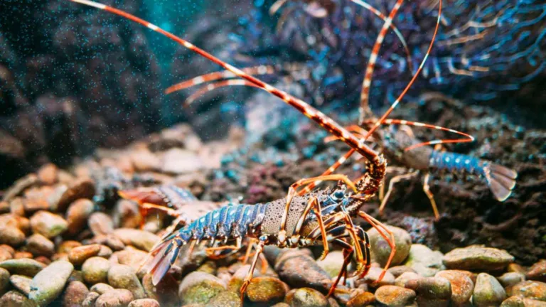 Do Lobsters Only Have One Mate? Lobster Monogamy & Mating Facts