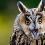 Are Owls Smart Or Dumb? The Truth About Owl Intelligence