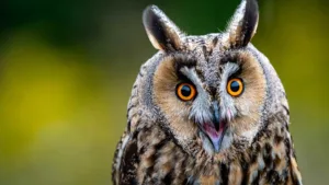 Are Owls Smart Or Dumb? The Truth About Owl Intelligence