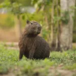 Are There Capybaras in Florida? Their Invasive Status