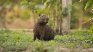 Are There Capybaras in Florida? Their Invasive Status