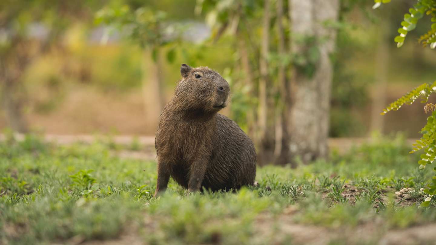 Are There Capybaras in Florida? Their Invasive Status