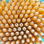 Are There Number 1 Pencils? Understanding Pencil Grades and Their Uses