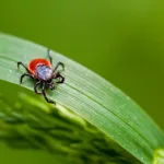 Are Ticks Attracted to Period Blood? Tick Myths Debunked