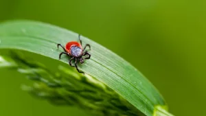 Are Ticks Attracted to Period Blood? Tick Myths Debunked