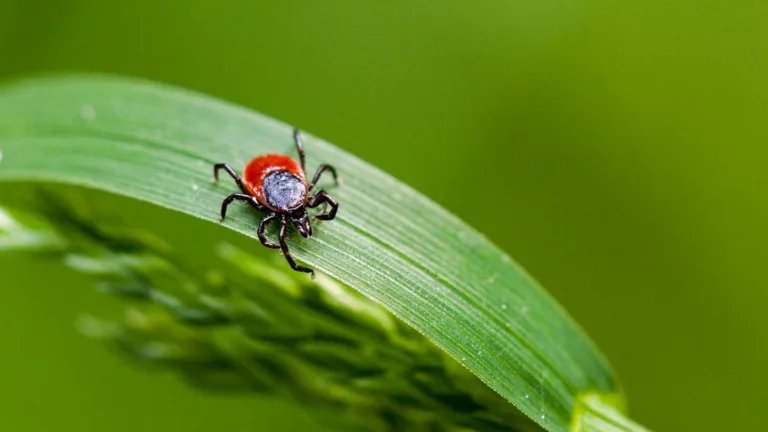 Are Ticks Attracted to Period Blood? Tick Myths Debunked