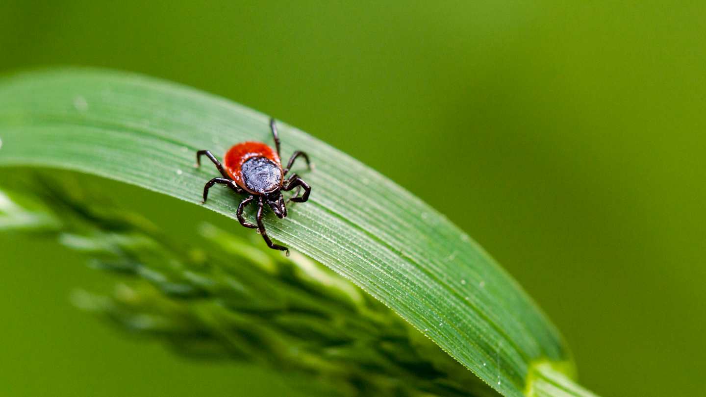 Are Ticks Attracted to Period Blood? Tick Myths Debunked