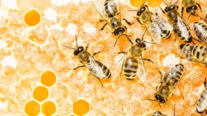 Trypophobia Barnacles: Evolutionary Roots of Hole Fear