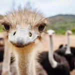 Big Scary Birds: 10 Enormous & Intimidating Avian Species