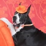Biggest Dog Records: Unveiling Historys Giants
