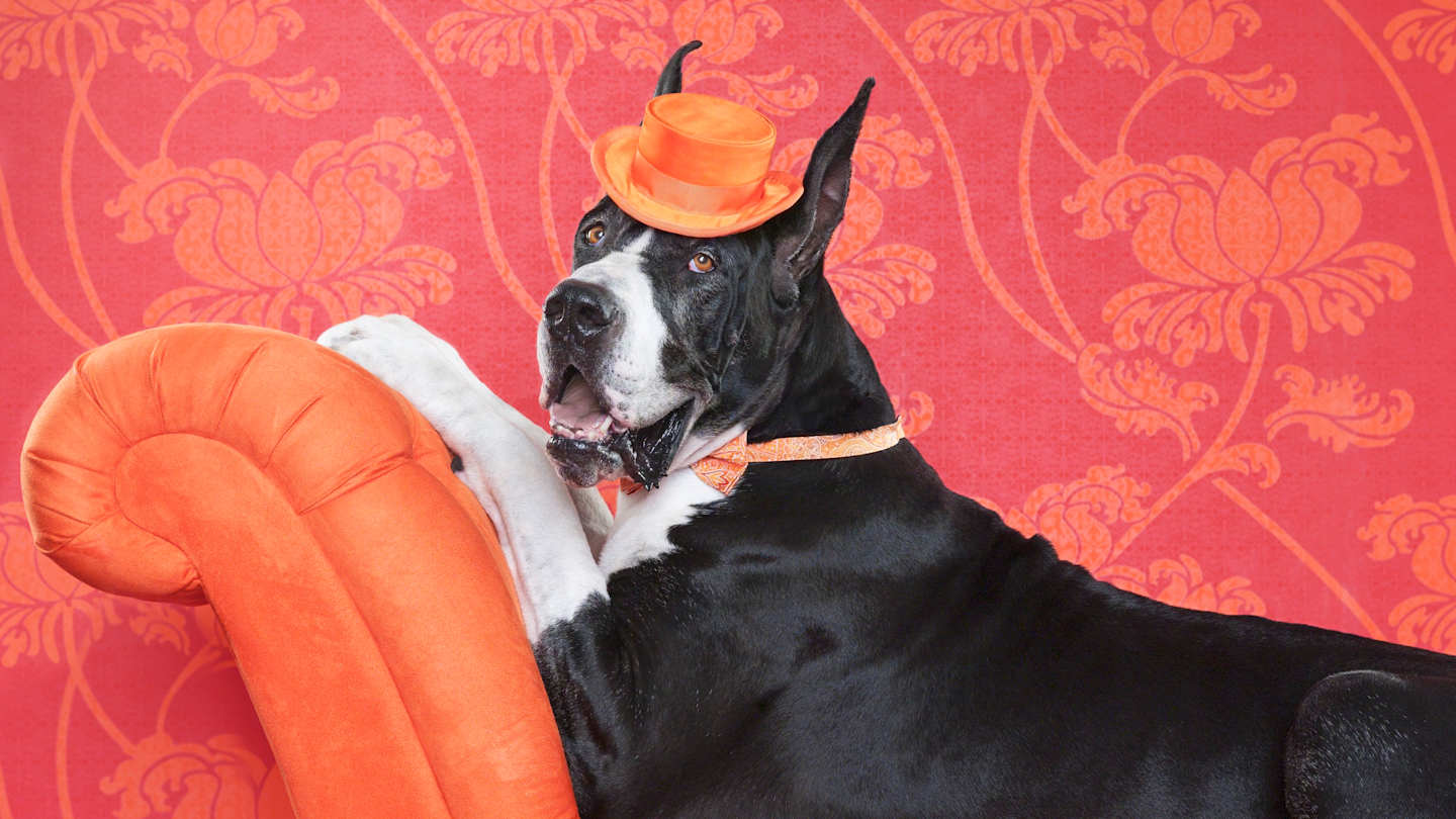 Biggest Dog Records: Unveiling Historys Giants