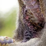 Camel Papillae: Anatomy Inside a Camels Mouth