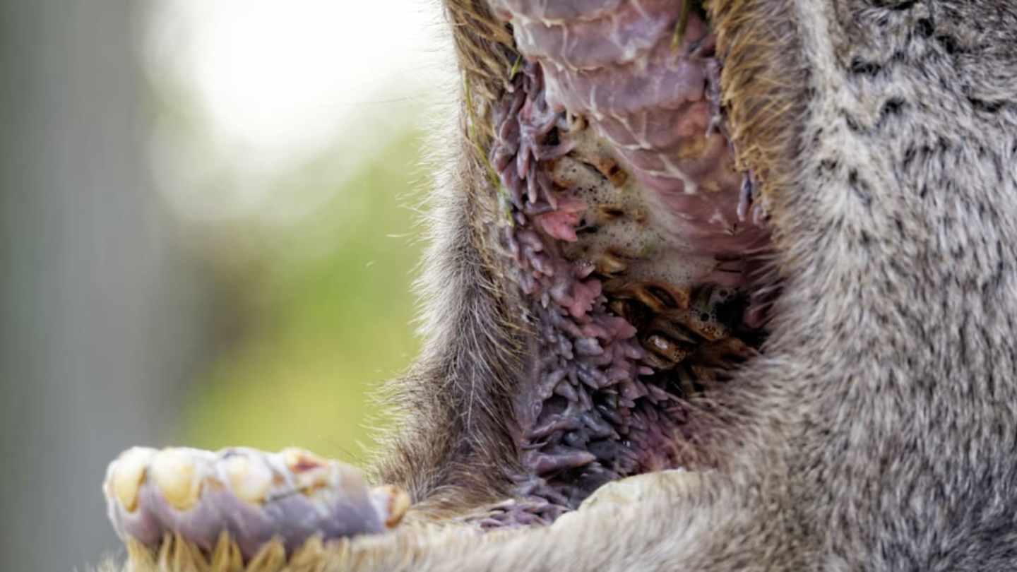 Camel Papillae: Anatomy Inside a Camels Mouth