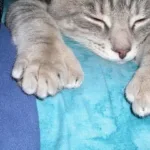 Cat With Big Feet: Polydactylism in Cats Explained