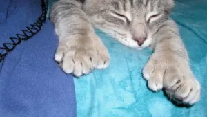 Cat With Big Feet: Polydactylism in Cats Explained