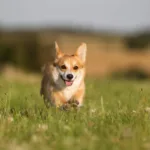 Corgi Fairy Legend: How Fairies Gifted Corgis to Humans