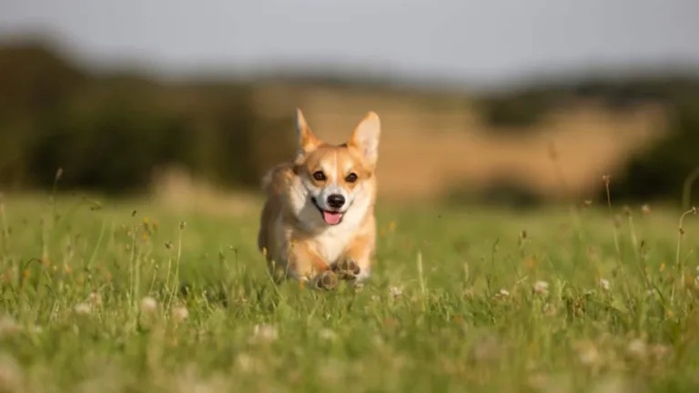 Corgi Fairy Legend: How Fairies Gifted Corgis to Humans