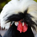 Crazy Hair Chicken Breeds: 15 Unique & Eye-catching Varieties