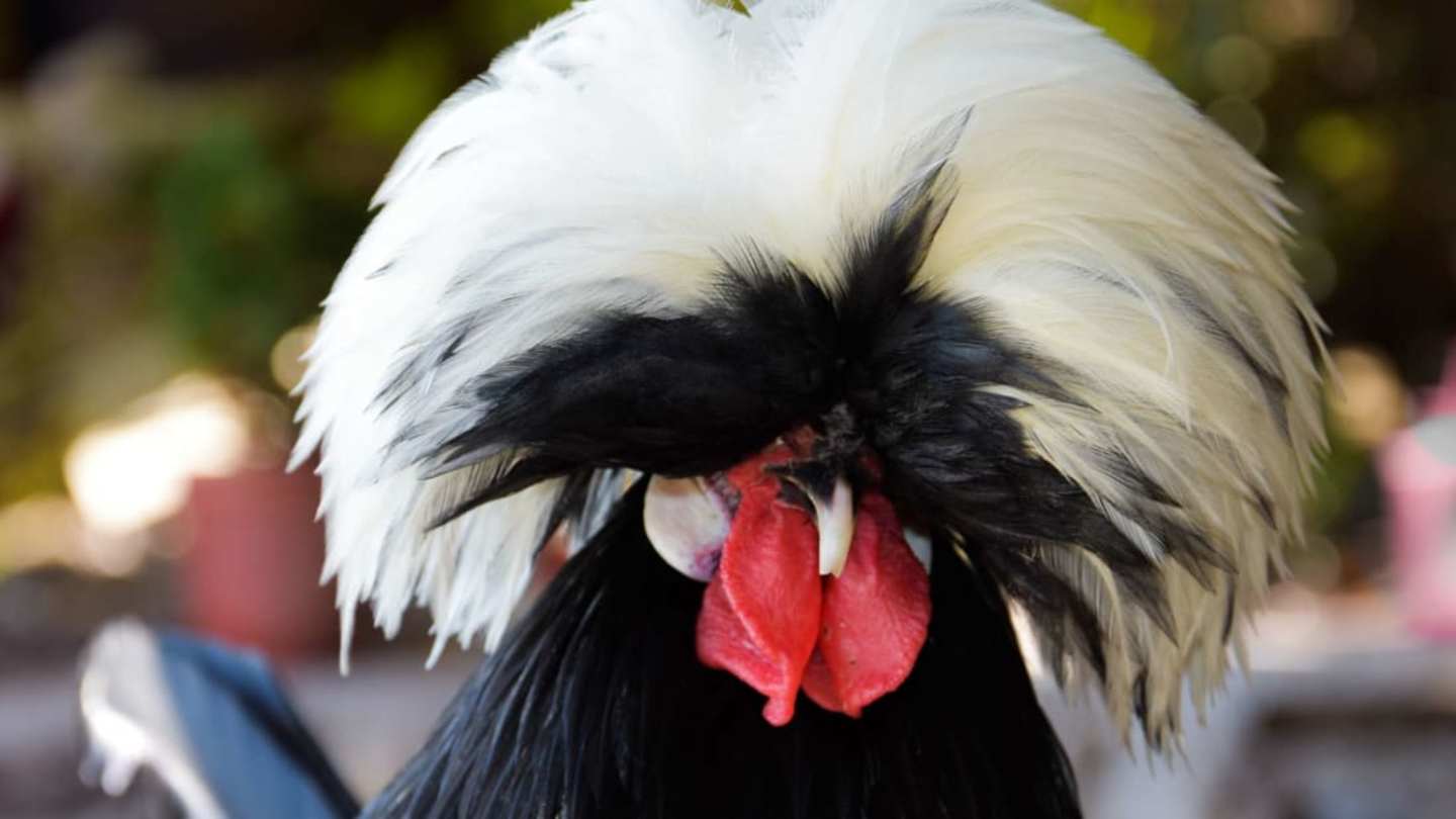 Crazy Hair Chicken Breeds: 15 Unique & Eye-catching Varieties