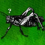 Crickets Meaning Silence: The Unexpected Sound of Quiet