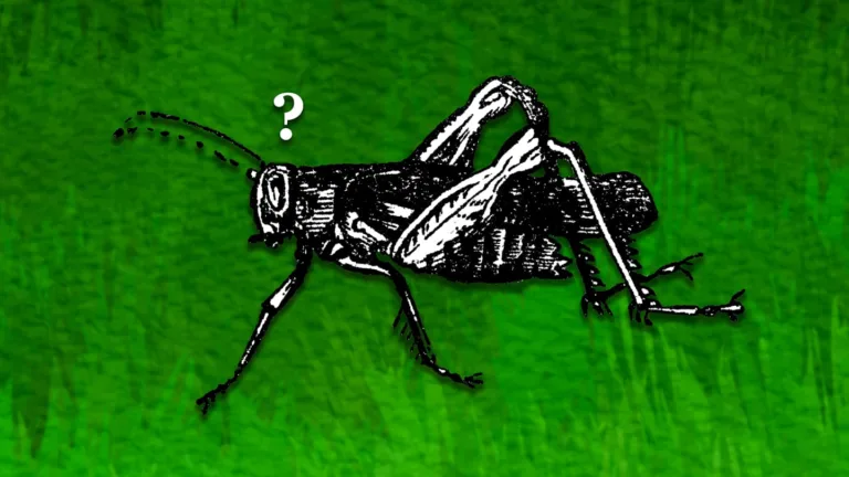 Crickets Meaning Silence: The Unexpected Sound of Quiet