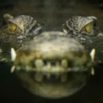 Crocodile Myths: Unveiling the Truth About These Ancient Reptiles