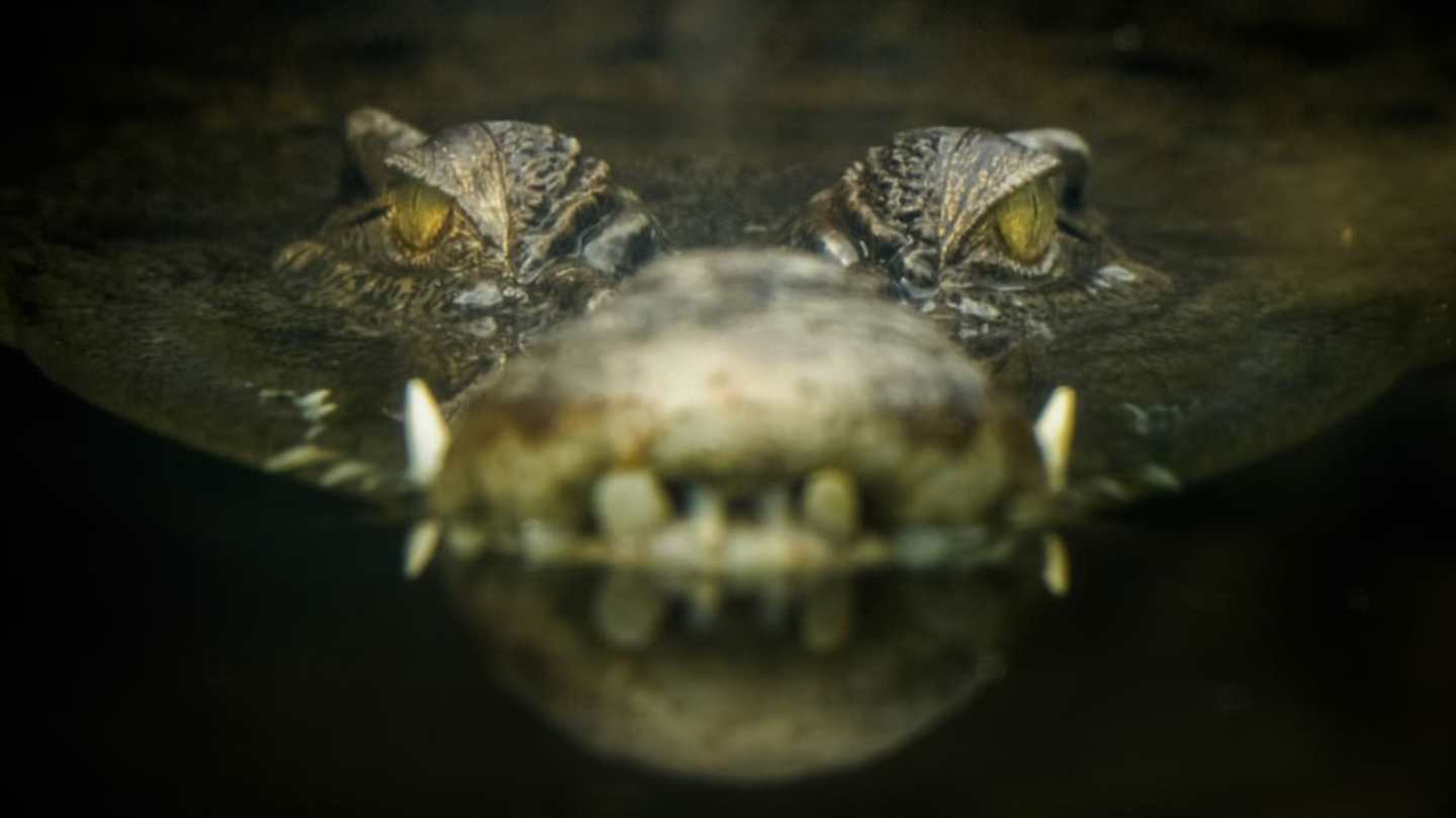 Crocodile Myths: Unveiling the Truth About These Ancient Reptiles