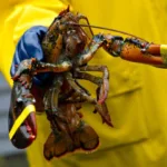 Do Lobsters Bleed? Fascinating Facts About These Ocean Giants