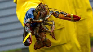 Do Lobsters Bleed? Fascinating Facts About These Ocean Giants