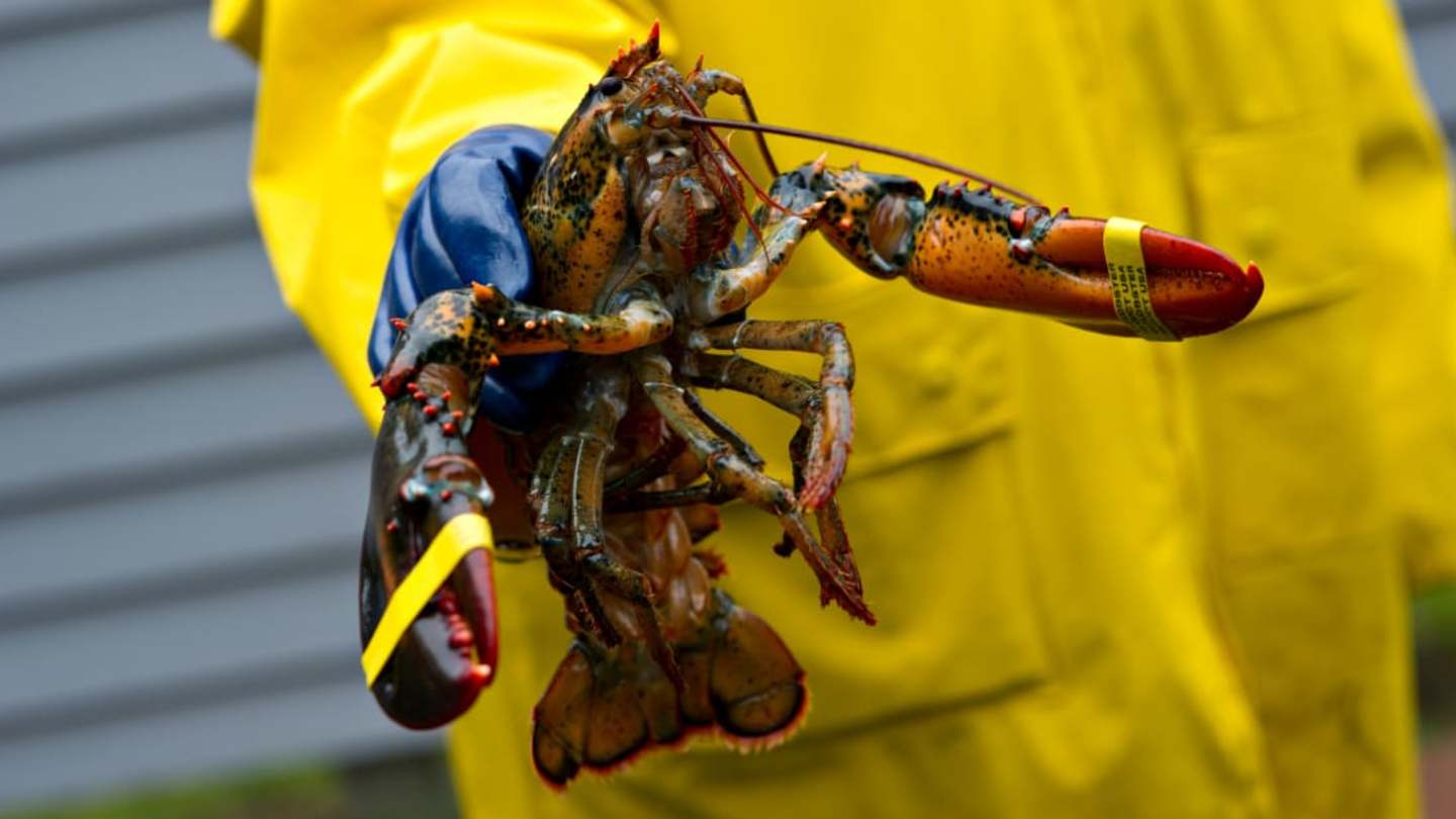 Do Lobsters Bleed? Fascinating Facts About These Ocean Giants