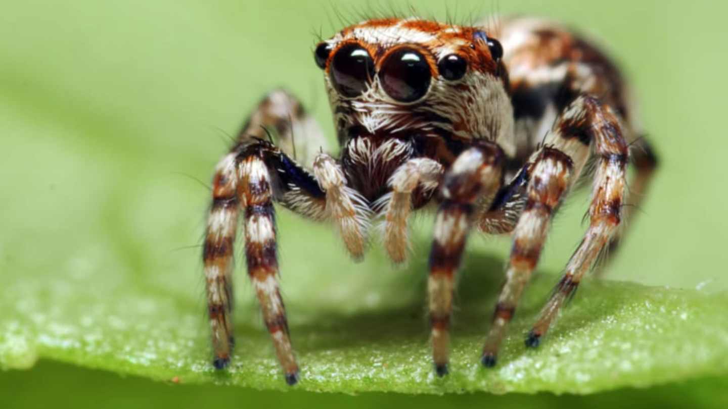 Do Spiders Have Cannabinoid Receptors? Cannabis & Spider Web Effects