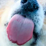 Why Do Dogs Lick Windows? Understanding the Behavior