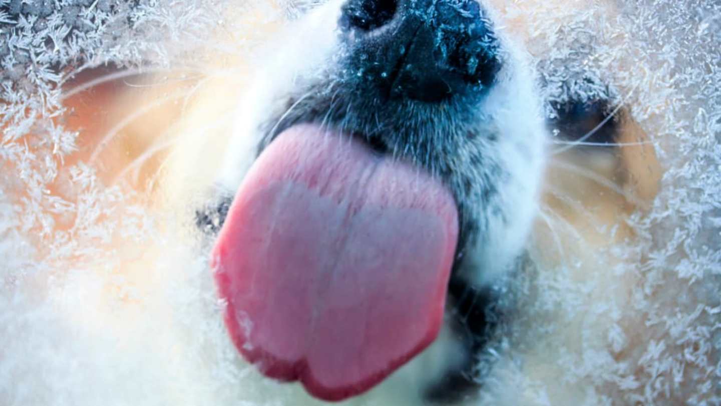 Why Do Dogs Lick Windows? Understanding the Behavior