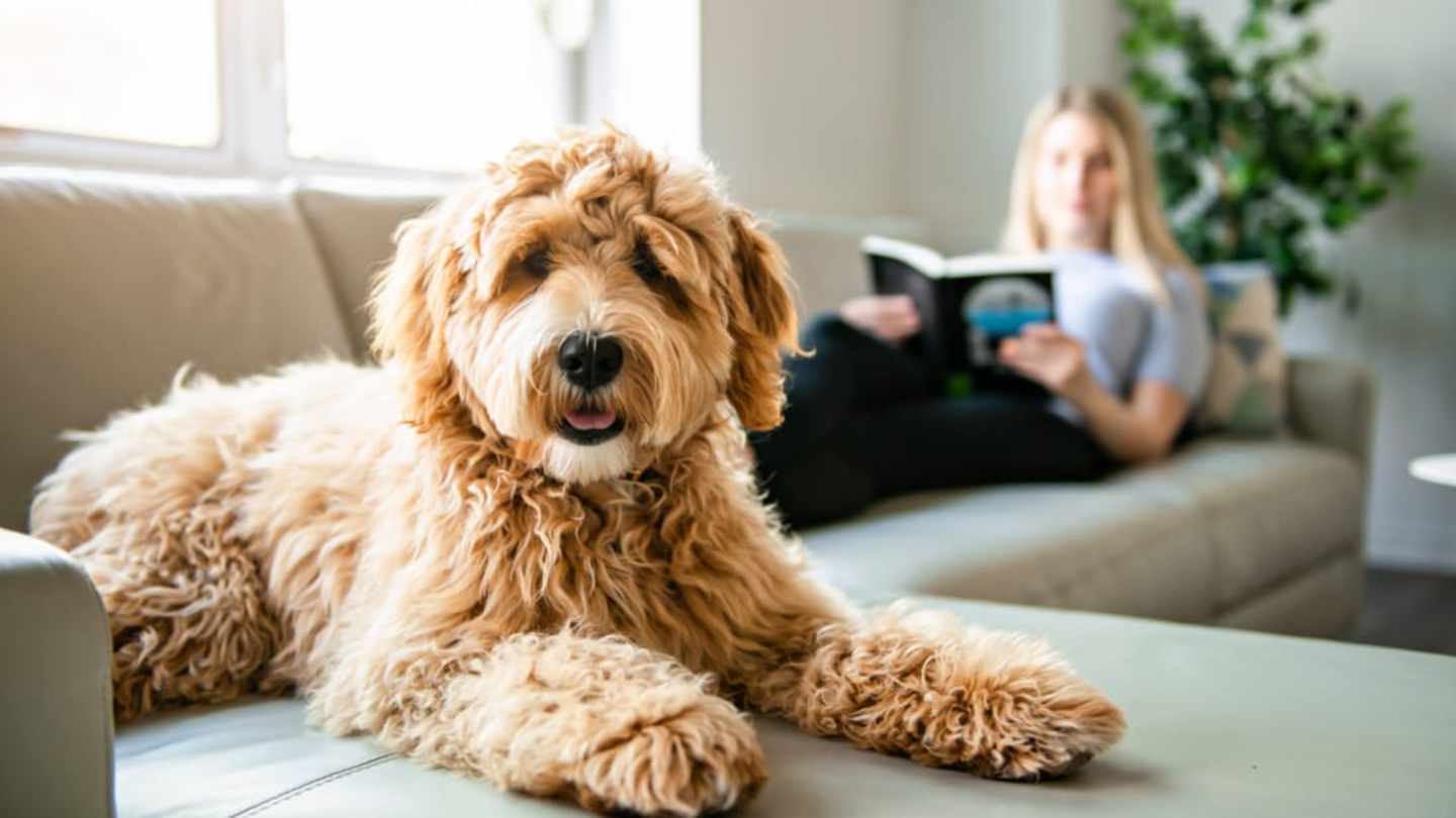 Dogs Hair vs Fur Allergies: Understanding the Difference