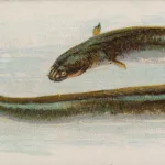 Interesting Facts About Eels: Electric