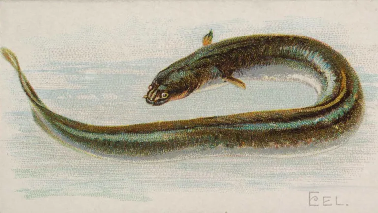 Interesting Facts About Eels: Electric