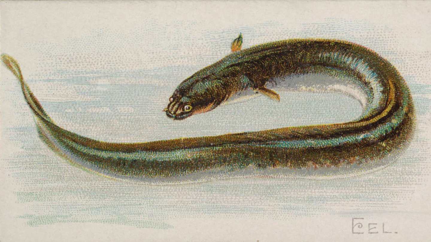 Interesting Facts About Eels: Electric