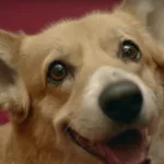 Famous Corgis: Pop Cultures Most Memorable Dogs