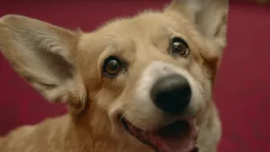 Famous Corgis: Pop Cultures Most Memorable Dogs